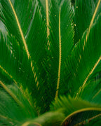 Sago Palm - King Sago Palm