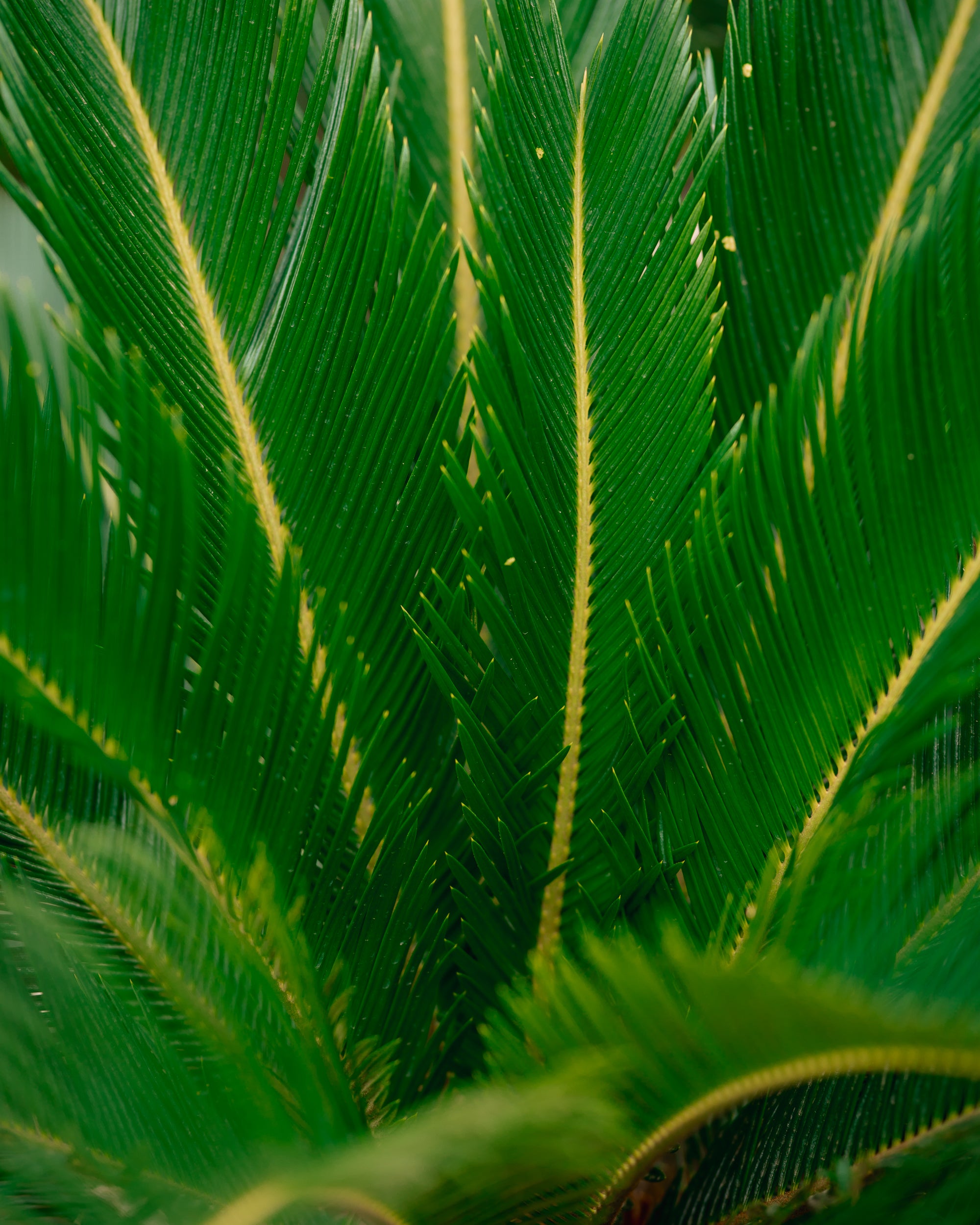 Sago Palm - King Sago Palm