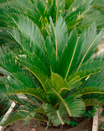 Sago Palm - King Sago Palm