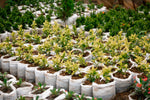 Ficus Panda - Indian Laurel Fig
