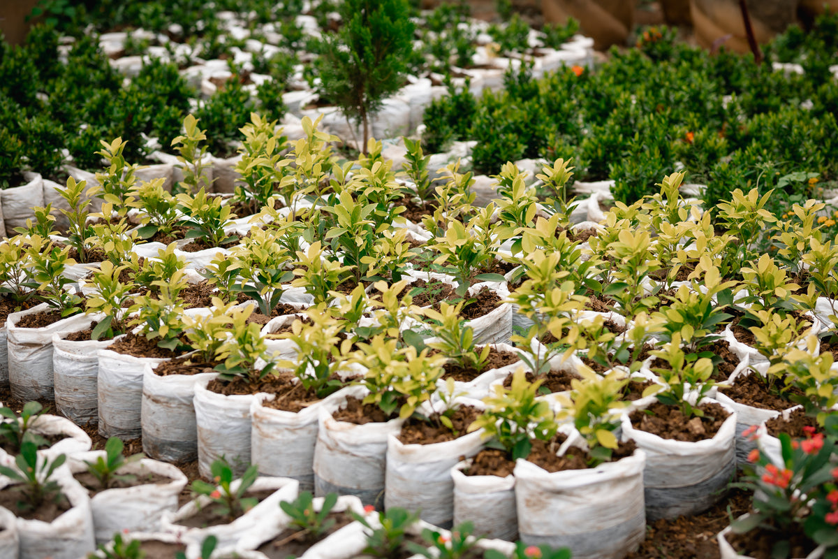 Ficus Panda - Indian Laurel Fig