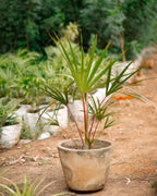 Red Latan Palm