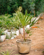 Red Latan Palm