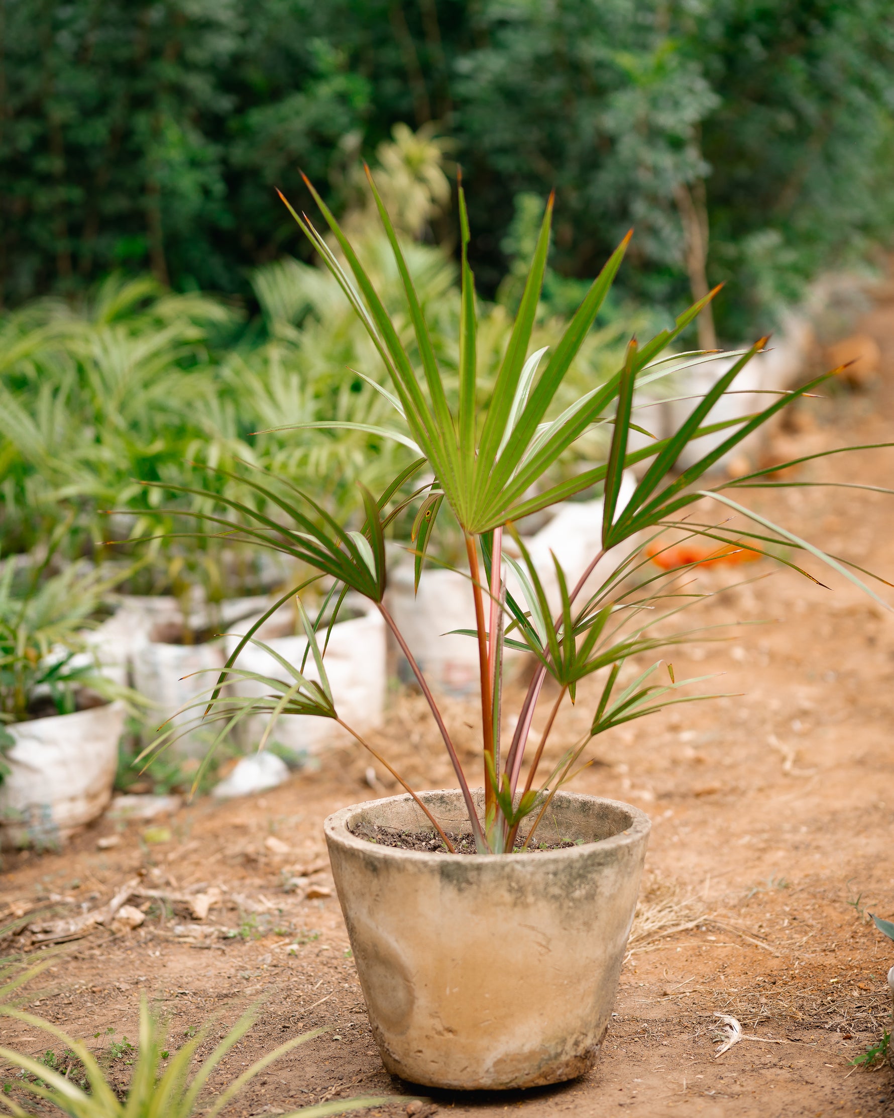Red Latan Palm