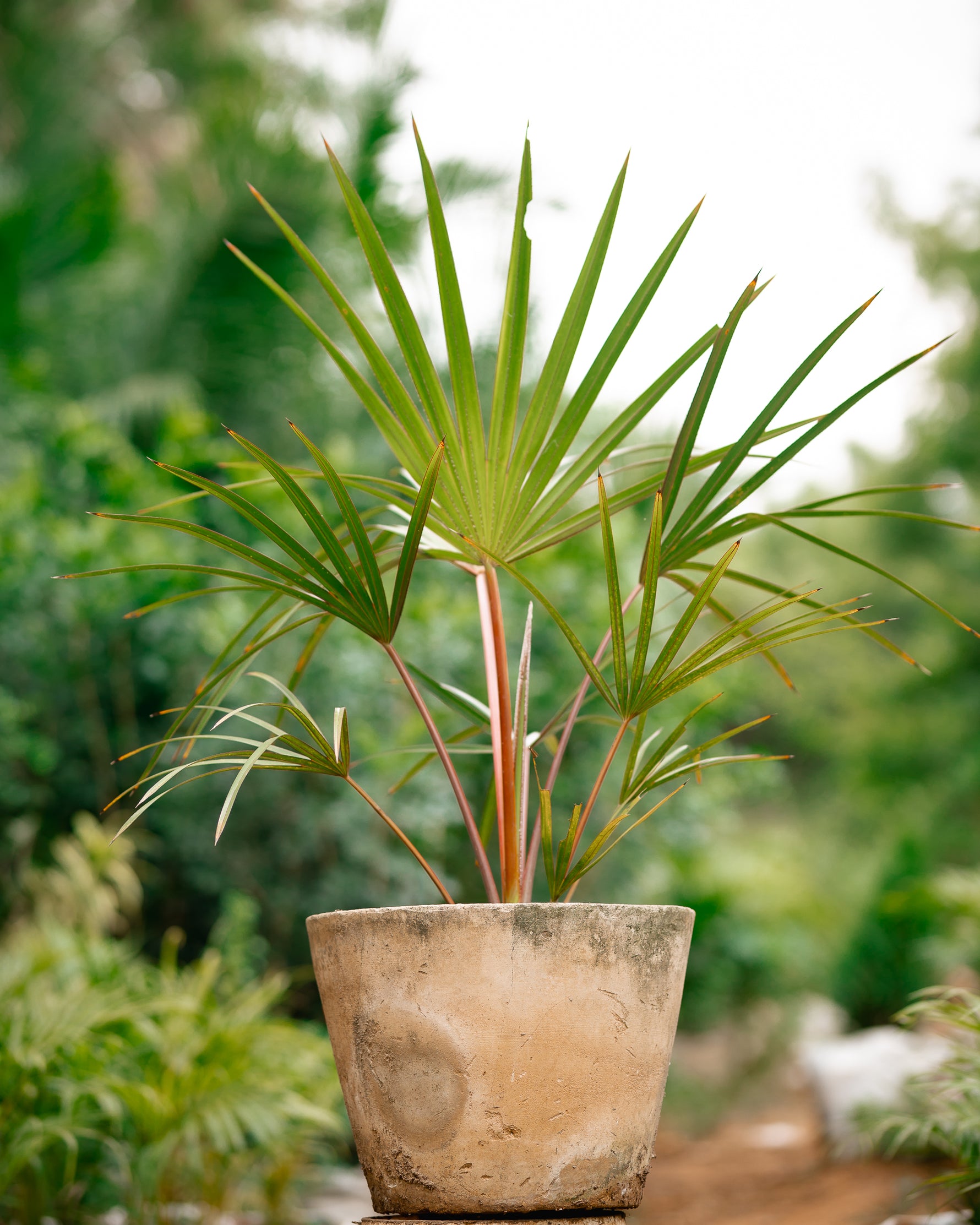 Red Latan Palm