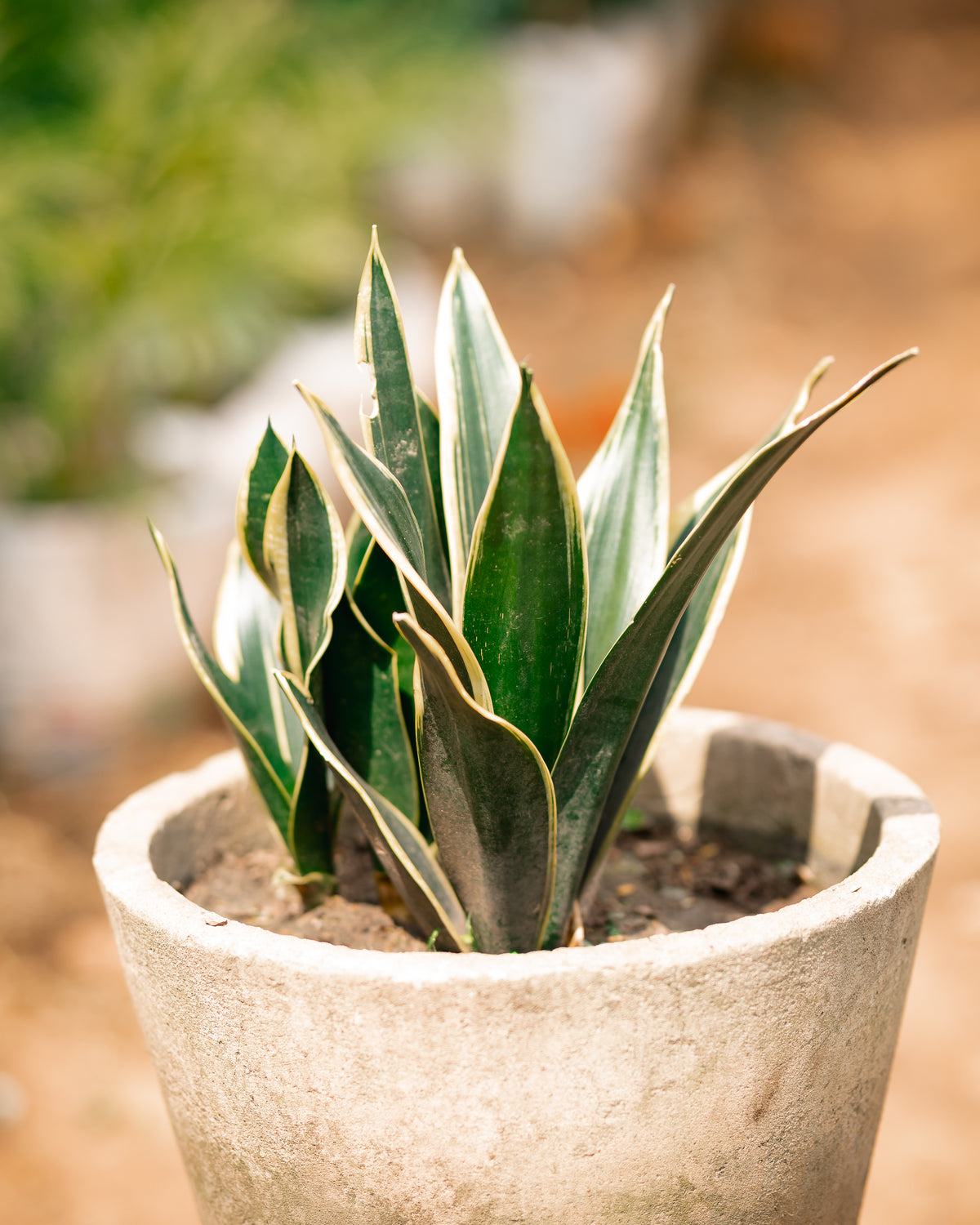 Snake plant - Mother-in-Law's Tongue - African Spear - Good Luck Plant