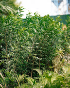 Orange Jessamine - Orange Jasmine