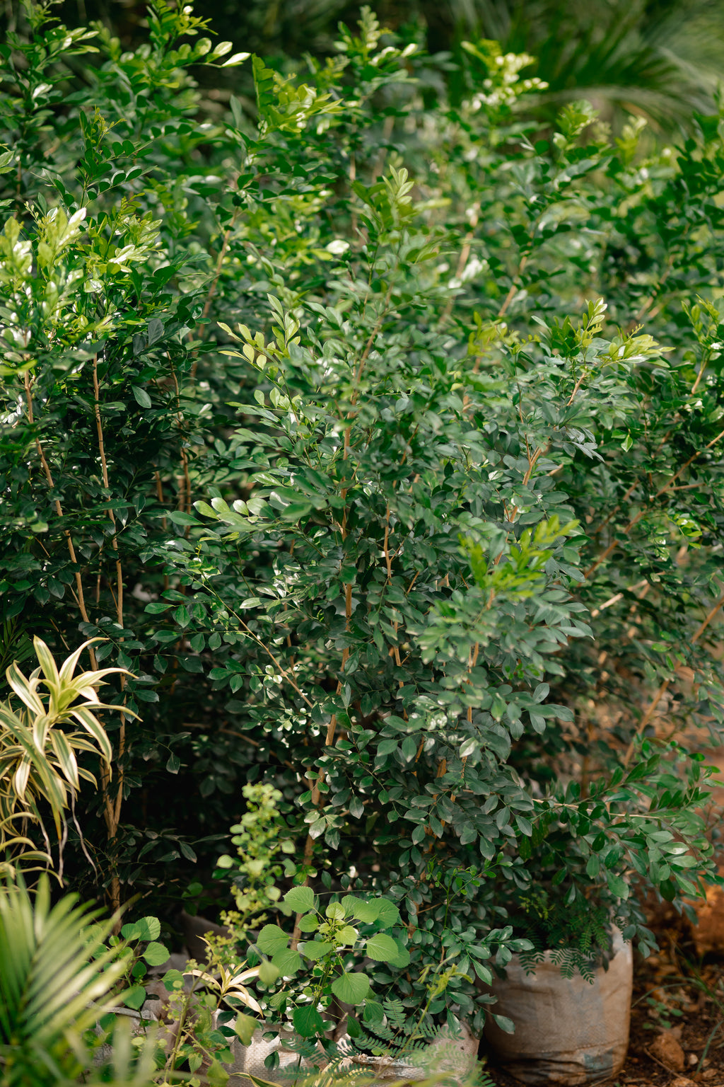 Orange Jessamine - Orange Jasmine