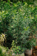 Orange Jessamine - Orange Jasmine