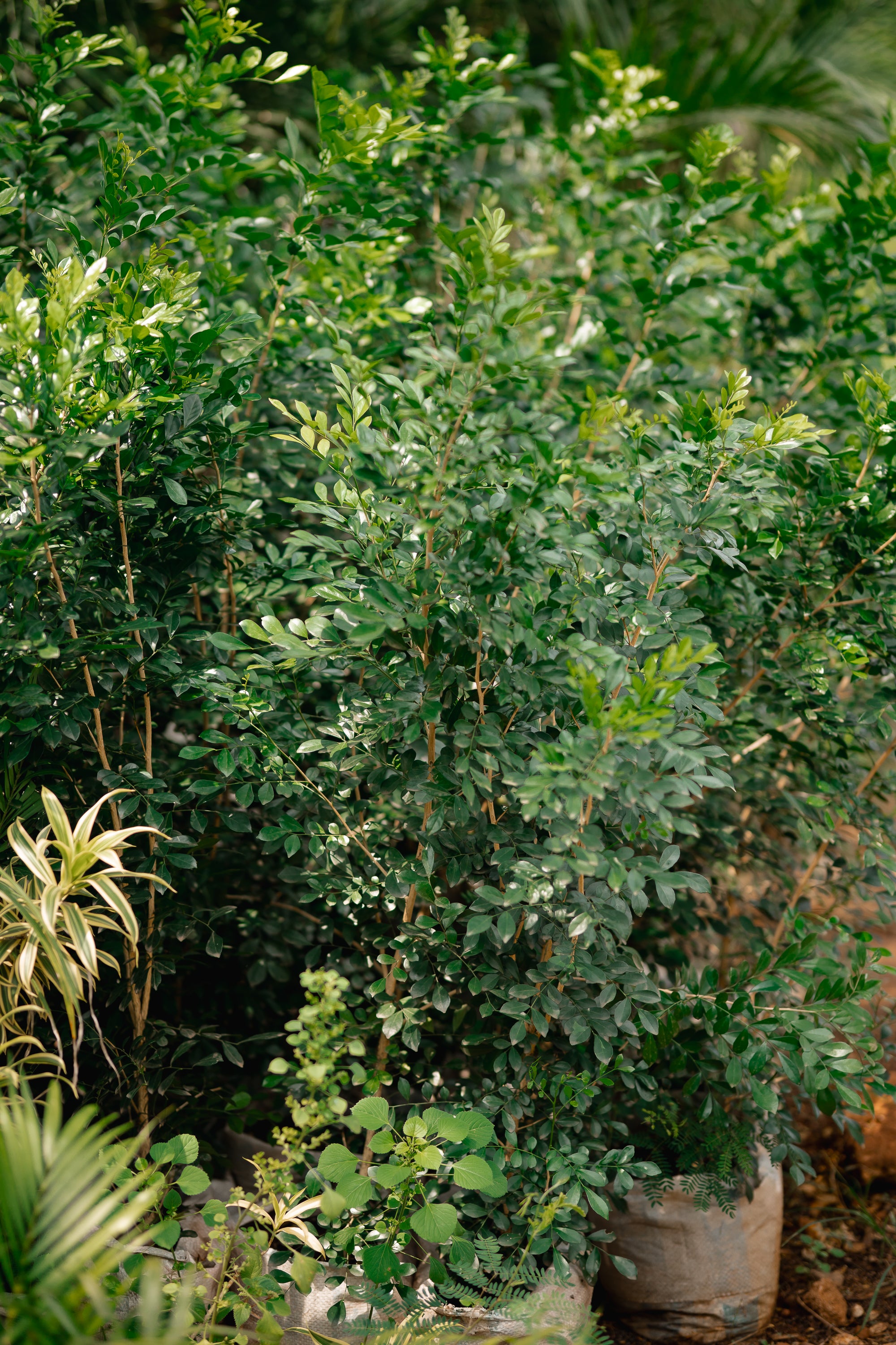 Orange Jessamine - Orange Jasmine