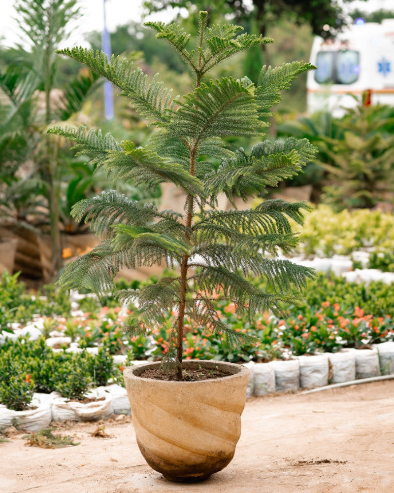 Norfolk Island Pine-Christmas Tree