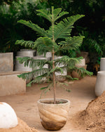 Norfolk Island Pine-Christmas Tree