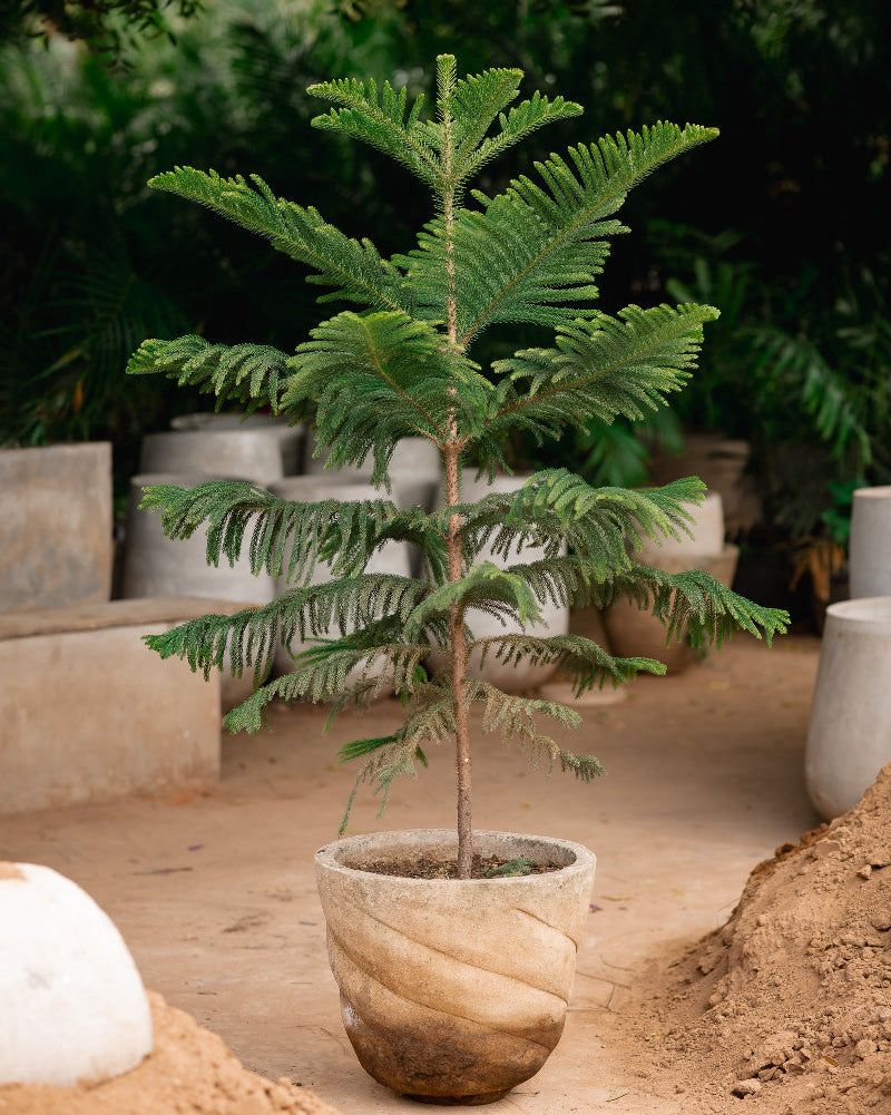 Norfolk Island Pine-Christmas Tree