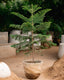 Norfolk Island Pine-Christmas Tree