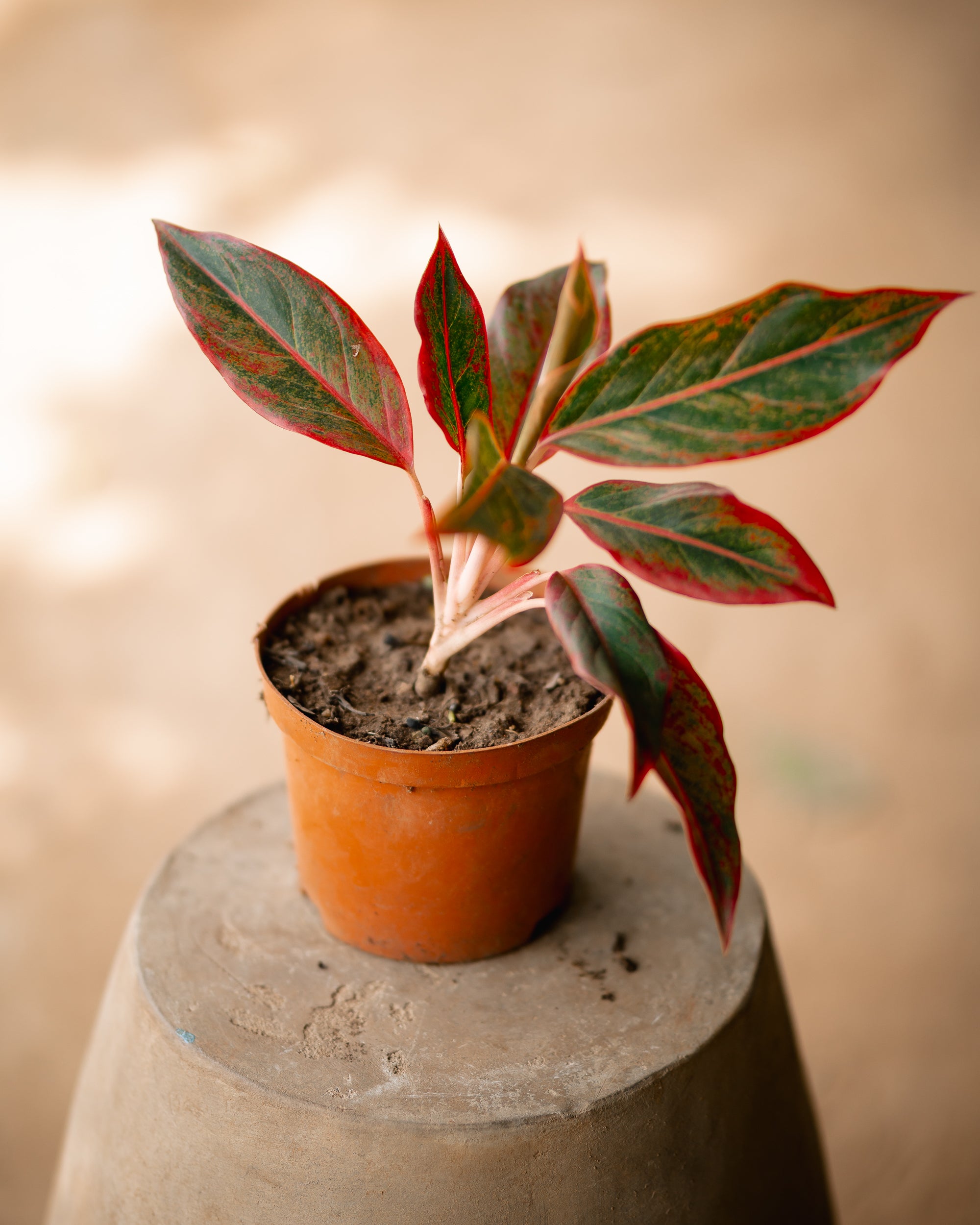 Aglaonema - Red Siam Secondary image