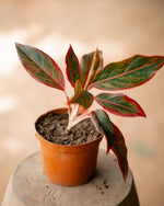 Aglaonema - Red Siam
