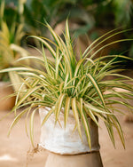 Golden Pandanus Plant
