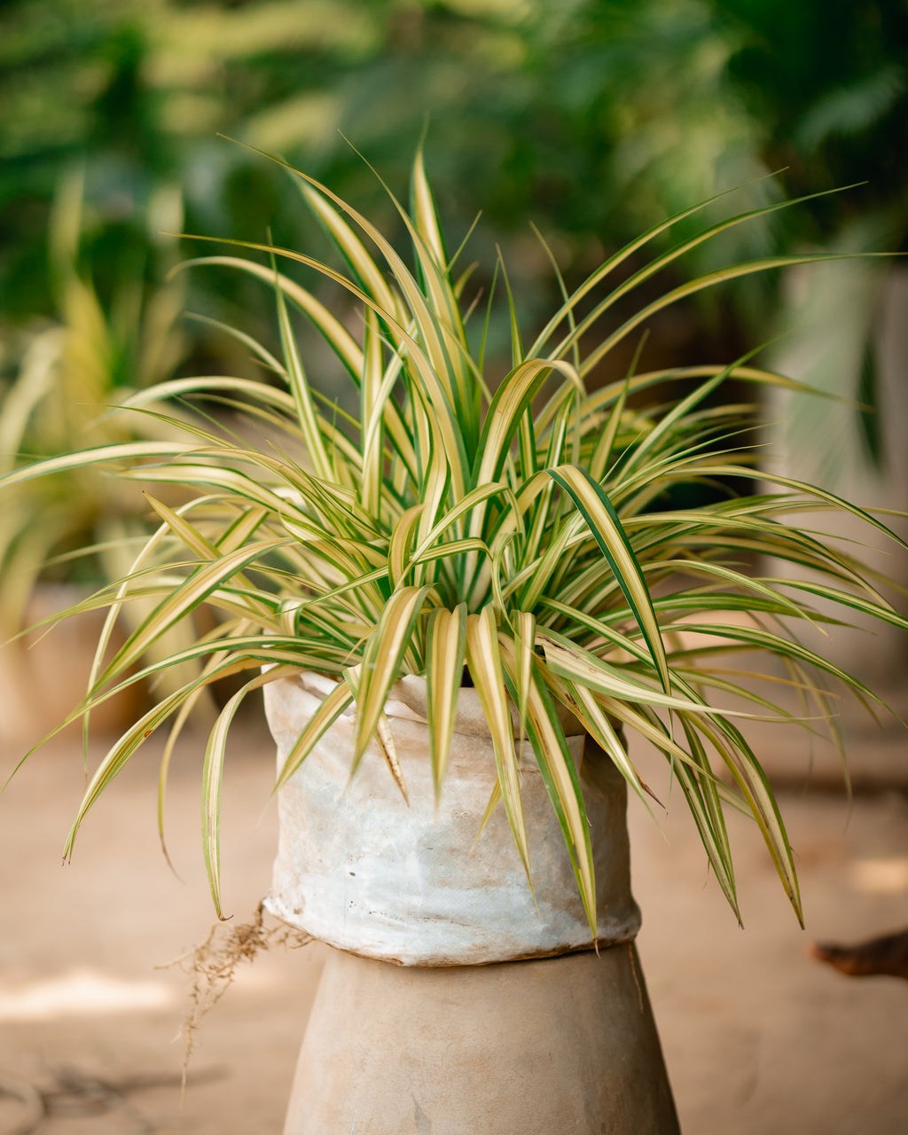 Golden Pandanus Plant