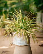 Golden Pandanus Plant