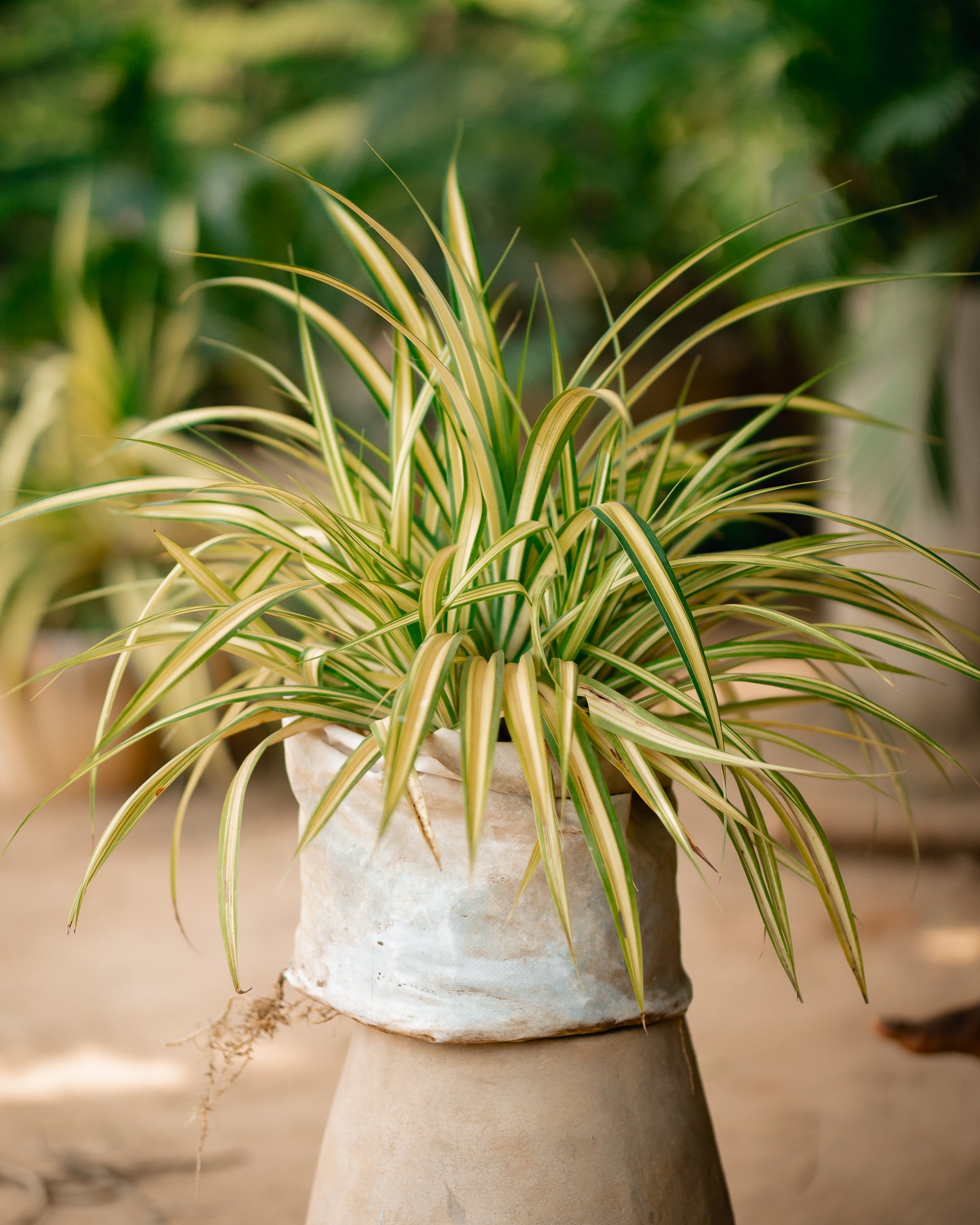 Golden Pandanus Plant