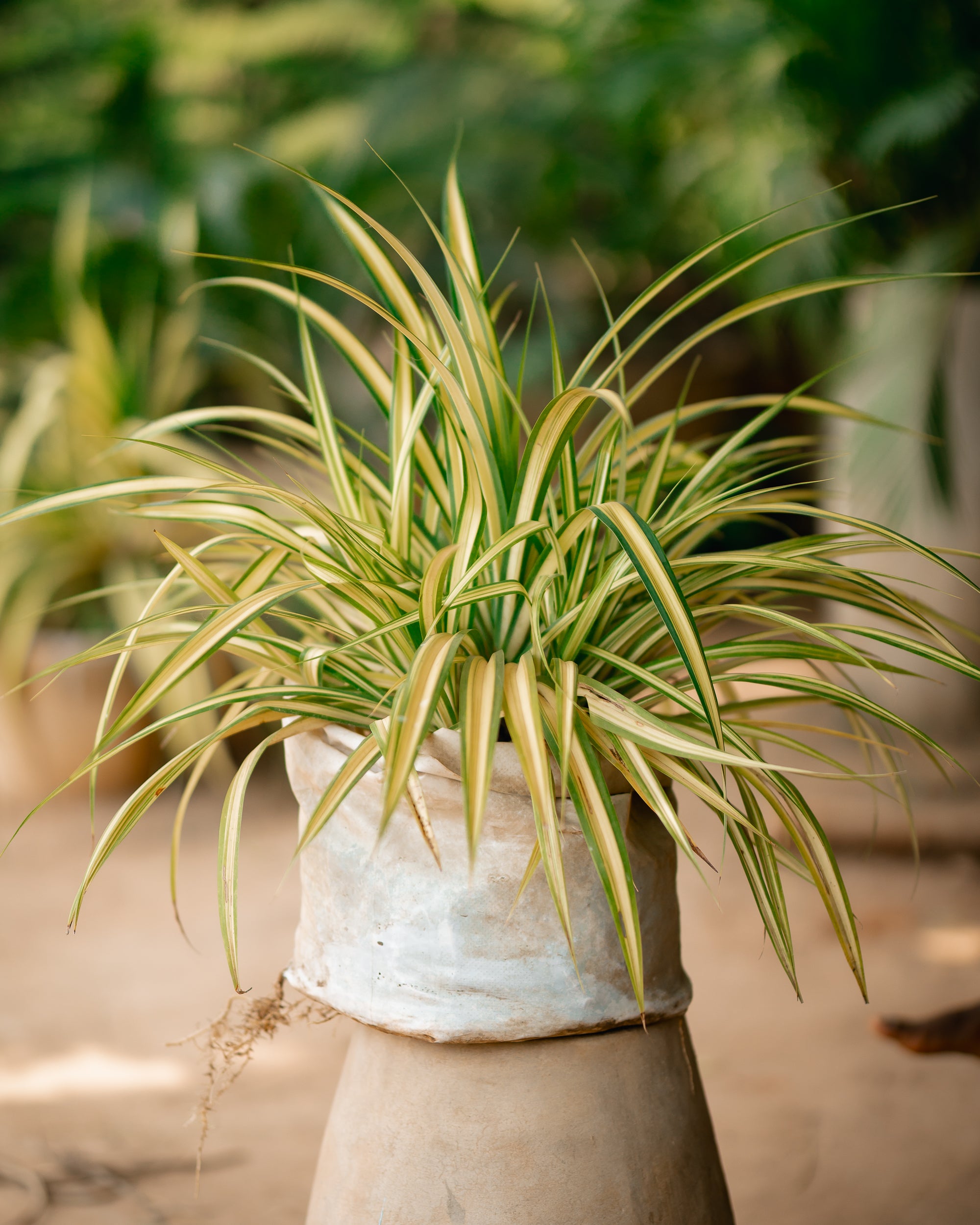 Golden Pandanus Plant