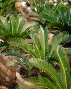 Sago Palm - King Sago Palm