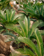 Sago Palm - King Sago Palm