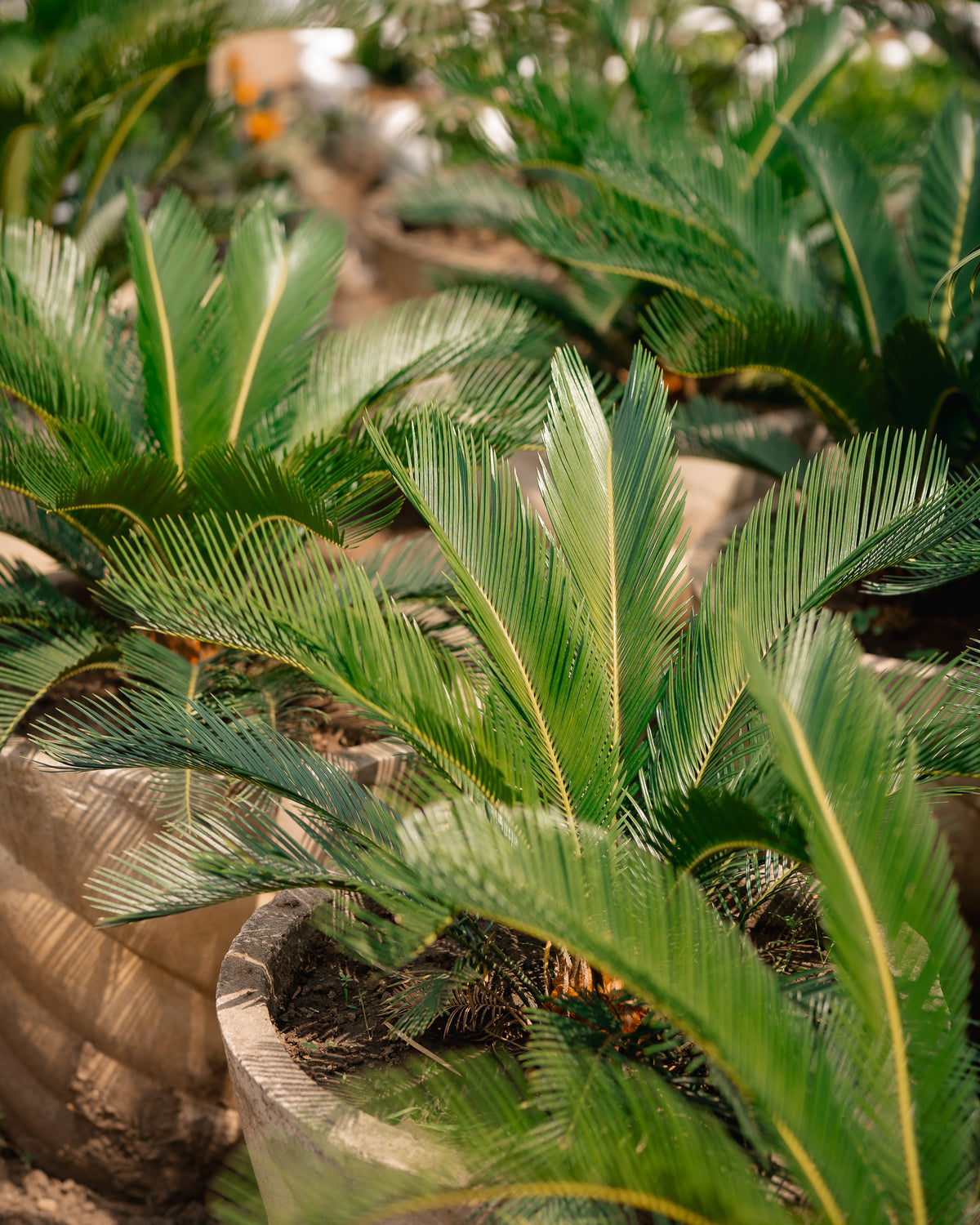 Sago Palm - King Sago Palm