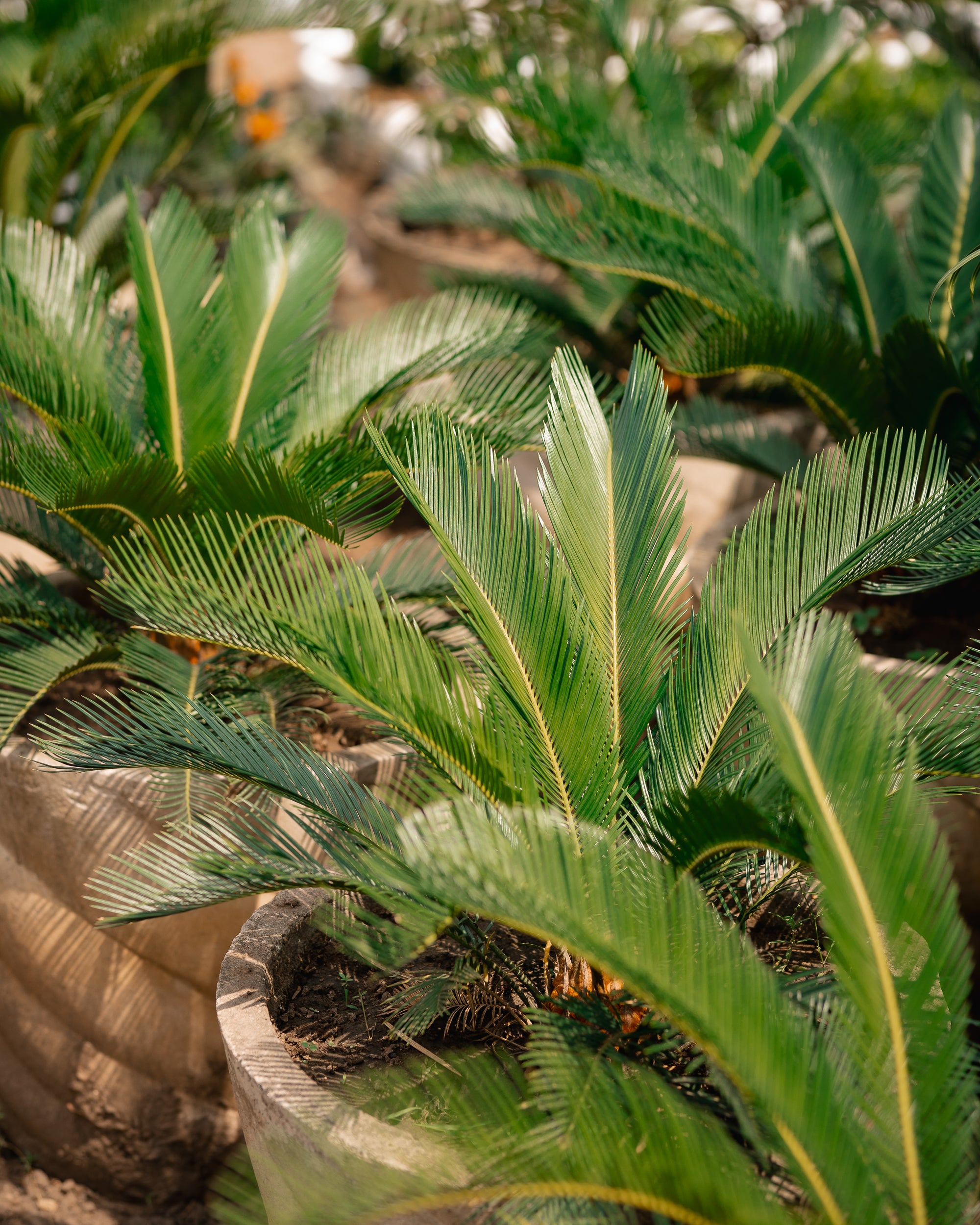 Sago Palm - King Sago Palm