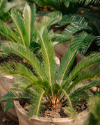 Sago Palm - King Sago Palm
