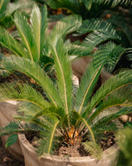 Sago Palm - King Sago Palm