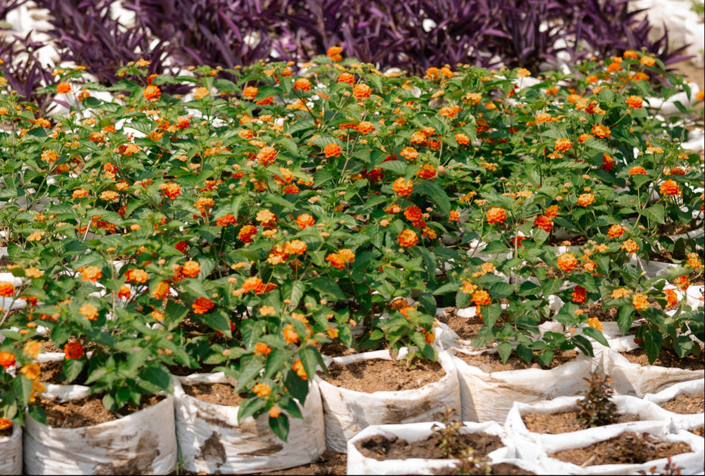 Red, Yellow & White Lantana Plants - 'Ananse Donkono'