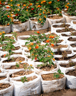 Red, Yellow & White Lantana Plants - 'Ananse Donkono'