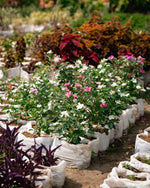 Madagascar Periwinkle - Rose Periwinkle