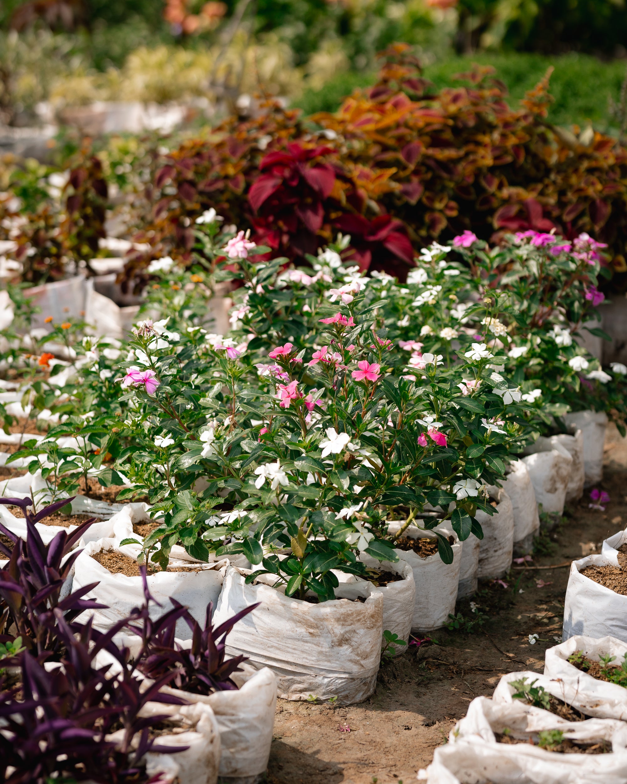 Madagascar Periwinkle - Rose Periwinkle