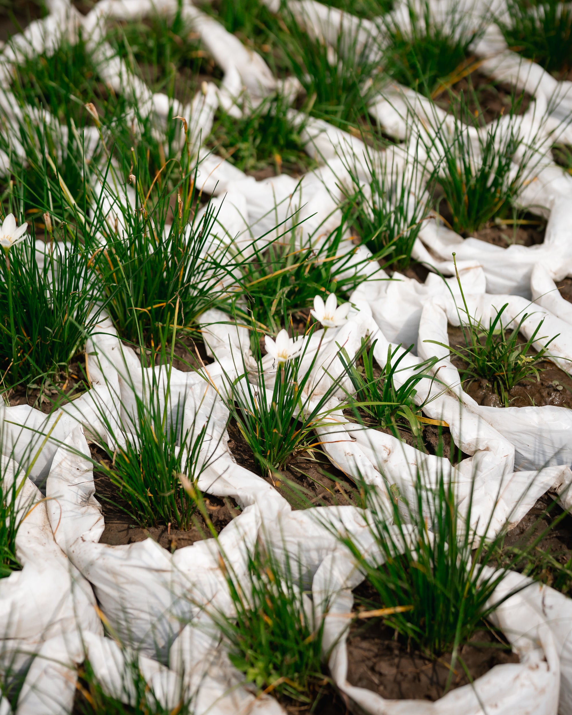 White Rain Lillies