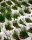 White Rain Lillies