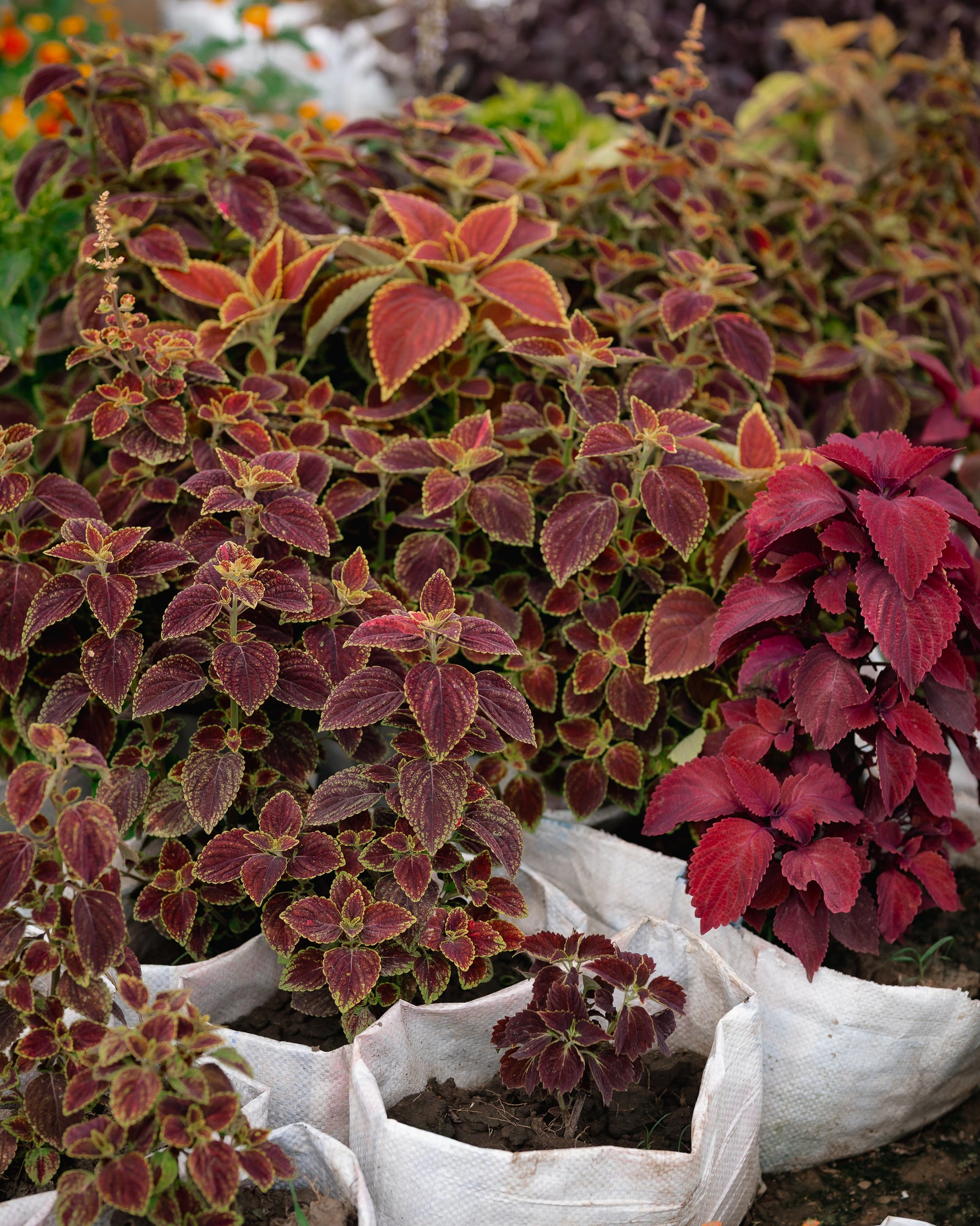 Coleus Plant