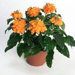 Firecracker Flower - Orange Marmalade Plant - Crossandra Plant