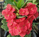 Crown-of-Thorns (Foreign)-Christ Plant/Thorn-Euphorbia milli