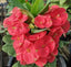 Crown-of-Thorns (Foreign)-Christ Plant/Thorn-Euphorbia milli