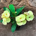 Crown-of-Thorns (Foreign)-Christ Plant/Thorn-Euphorbia milli