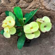 Crown-of-Thorns (Foreign)-Christ Plant/Thorn-Euphorbia milli