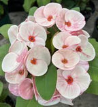 Crown-of-Thorns (Foreign)-Christ Plant/Thorn-Euphorbia milli