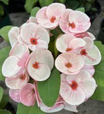 Crown-of-Thorns (Foreign)-Christ Plant/Thorn-Euphorbia milli