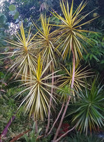 Madagascar Dragon Tree - Dracaena Marginata