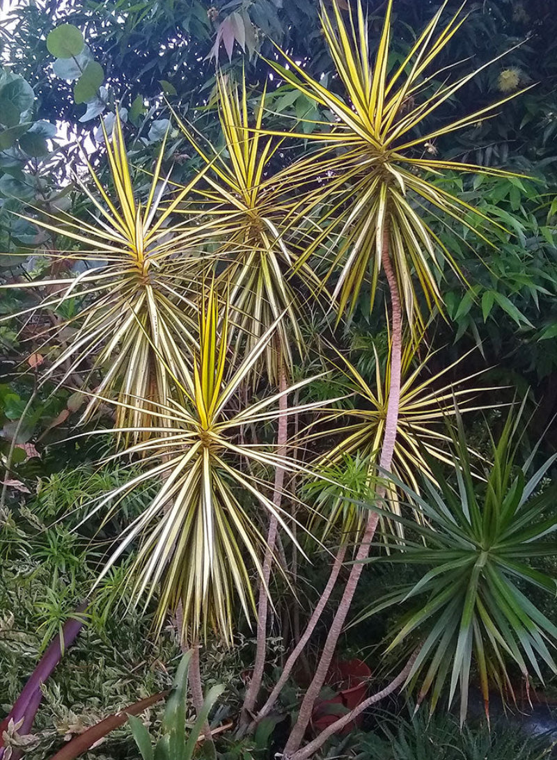 Madagascar Dragon Tree - Dracaena Marginata