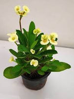 Local Crown-of-thorns - Christ Plant - Christ Thorn - Euphorbia Plant