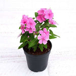 Madagascar Periwinkle - Rose Periwinkle
