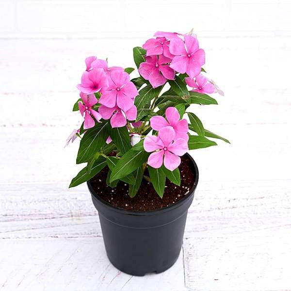 Madagascar Periwinkle - Rose Periwinkle